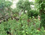 Hinterer Garten